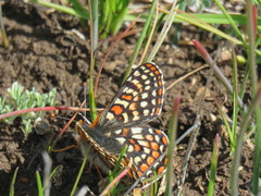 Euphydryas editha bayensis