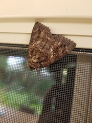 Catocala ilia-complex