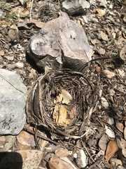 Setophaga chrysoparia