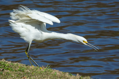 Egretta thula