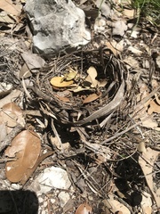 Setophaga chrysoparia