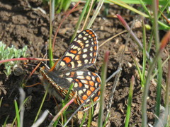 Euphydryas editha bayensis