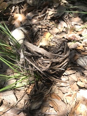 Setophaga chrysoparia