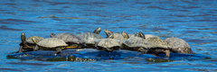 Trachemys scripta elegans