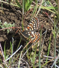 Euphydryas editha bayensis