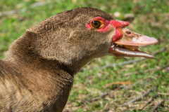 Cairina moschata domestica