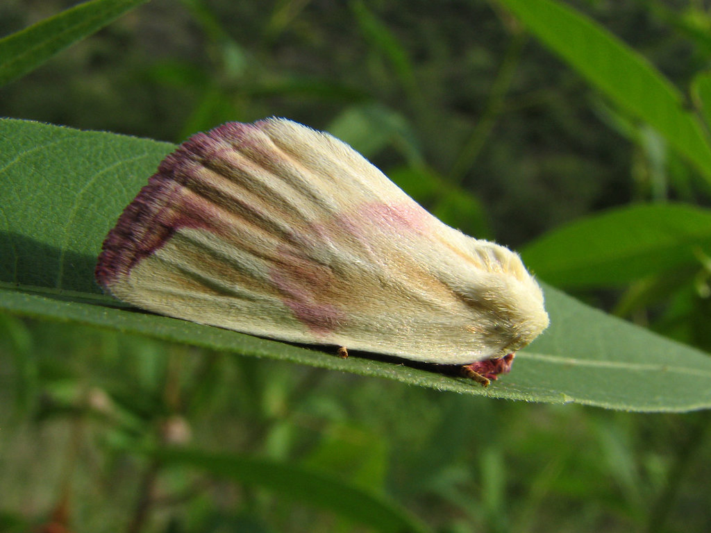 Thurberia Bollworm