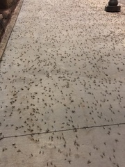 Ephemeroptera