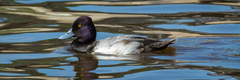 Aythya affinis