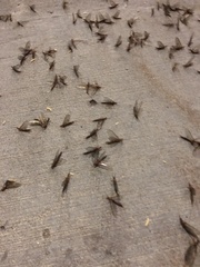Ephemeroptera
