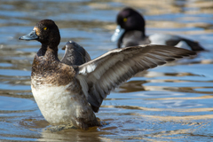 Aythya affinis