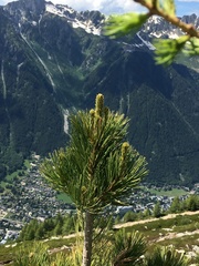 Pinus cembra