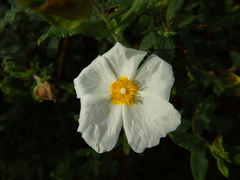 Cistus psilosepalus