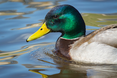 Anas platyrhynchos