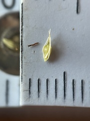 Rhynchospora glomerata angusta