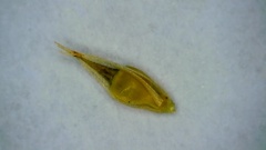 Rhynchospora glomerata angusta