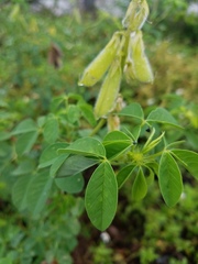 Crotalaria