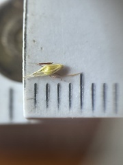 Rhynchospora glomerata angusta