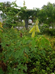 Crotalaria
