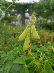 Crotalaria