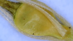 Rhynchospora glomerata angusta