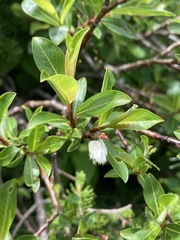 Salix planifolia