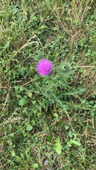 Cirsium vulgare