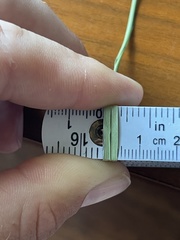 Rhynchospora glomerata angusta