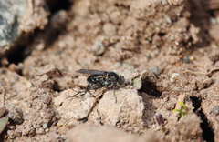 Pinacocerus nodicornis