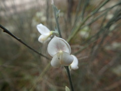 Cytisus multiflorus