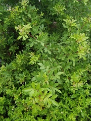 Schinus terebinthifolia