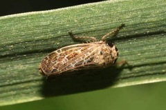 Allygidius abbreviatus