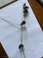 Rhynchospora glomerata angusta