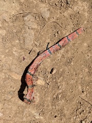 Micrurus nigrocinctus