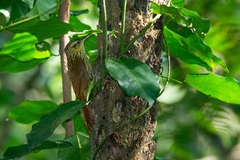 Xiphorhynchus fuscus