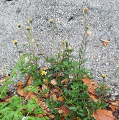 Tridax procumbens