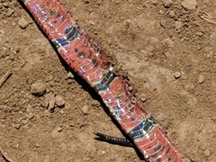 Micrurus nigrocinctus