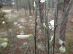 Cytisus multiflorus
