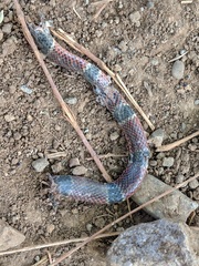 Micrurus nigrocinctus