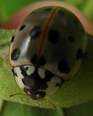 Coccinellidae