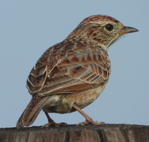 Cape Clapper Lark (Corypha apiata), photo 7