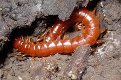 Scolopocryptops spinicaudus