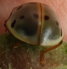 Coccinellidae