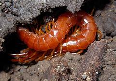 Scolopocryptops spinicaudus