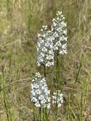Platanthera nivea