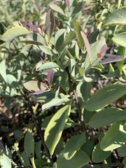 Santalum ellipticum