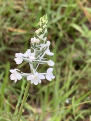 Platanthera nivea