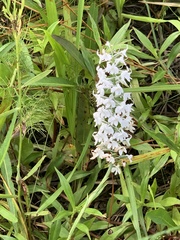 Platanthera nivea