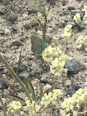 Callophrys affinis