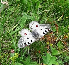 Parnassius phoebus
